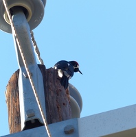 Acorn Woodpecker